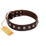 "Lucky Silver" Designer Handmade FDT Artisan Brown Leather Belgian Malinois Collar