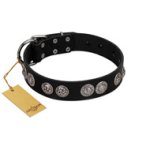 "Magic Amulete" Handcrafted FDT Artisan Black Leather Belgian Malinois Collar with Chrome-Plated Shields