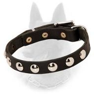 Belgian Malinois Studded Leather Dog Collar with Nickel Half-Ball Studs