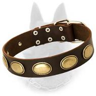 Belgian Malinois Leather Dog Collar with Elegant Oval Brass Plates