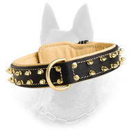 Belgian Malinois Nappa Padded Leather Dog Collar with 2 Rows of Brass Spikes