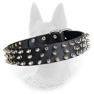 Belgian Malinois Spiked Leather Dog Collar with 3 Rows of Nickel Spikes