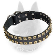 Belgian Malinois Leather Dog Collar Studded with Brass Square Pyramids