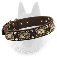 Stylish War Belgian Malinois Collar with Brass Plates and Nickel Pyramids