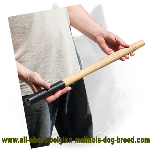 Noisy Training with Bamboo Belgian Malinois Stick