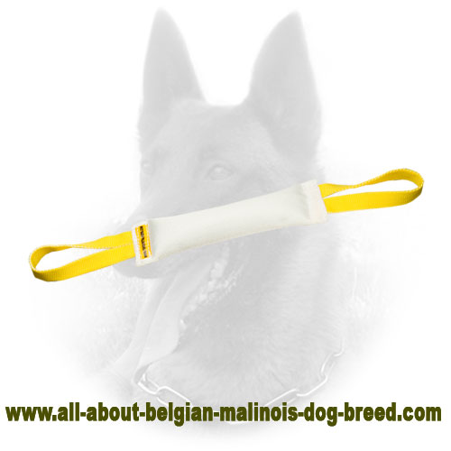 Nylon Handle on  Belgian Malinois Bite Tug for Training