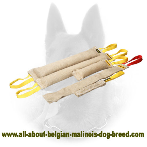 Improved Belgian Malinois Bite Tug for Adult Dog Training