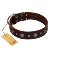 "Pure Sensation" Exclusive FDT Artisan Brown Leather Belgian Malinois Collar with Fancy Brooches and Studs