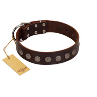 "Starry-Eyed" Best Quality FDT Artisan Brown Designer Leather Belgian Malinois Collar with Small Plates