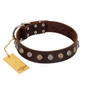 "Gape Buster" FDT Artisan Brown Leather Belgian Malinois Collar with One Row of Studs
