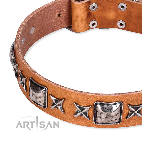 Walking embellished dog collar of finest quality full grain natural leather