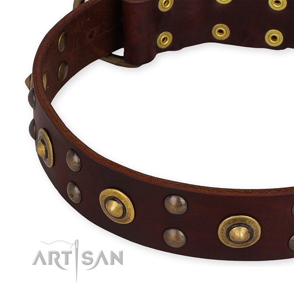 Leather collar with corrosion resistant traditional buckle for your stylish four-legged friend