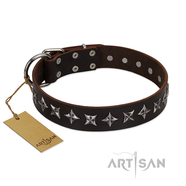 Stylish walking dog collar of high quality full grain natural leather with studs