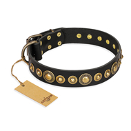 "Gold Mine" FDT Artisan Black Leather Belgian Malinois Collar with Amazing Bronze-Plated Round Studs