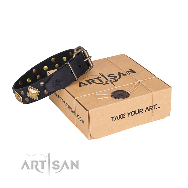 Fancy walking dog collar with Designer durable embellishments