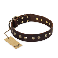 "Bronze Sheen" FDT Artisan Leather Belgian Malinois Collar with Brass-Plated Studs