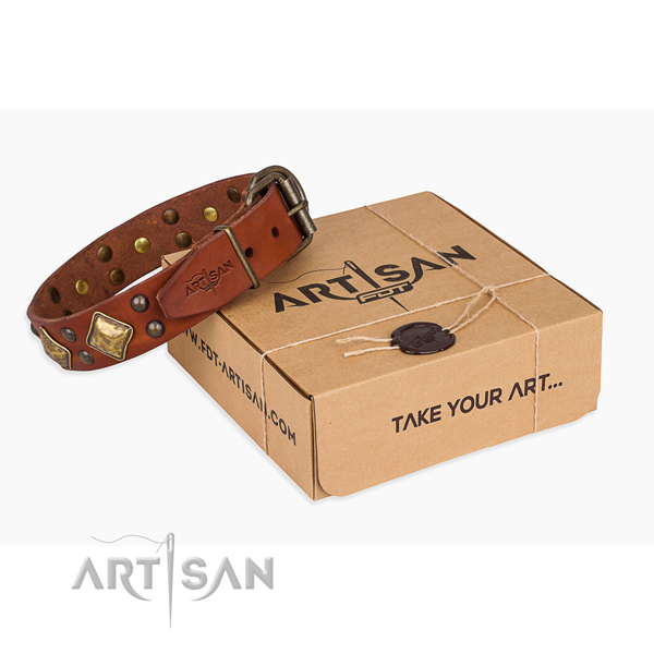 Daily walking dog collar with Exceptional durable embellishments