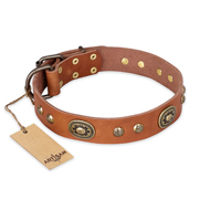 "Stunning Dress" FDT Artisan Tan Leather Belgian Malinois Collar with Old Bronze Look Plates and Studs