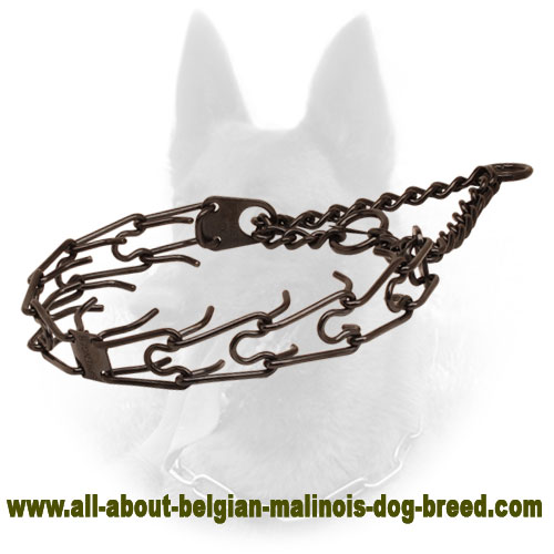 Black Dog Prong Collar Made of Stainless Steel