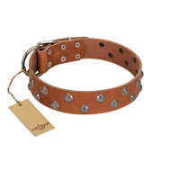 "Waltz of the Flowers" Handmade FDT Artisan Tan Leather Belgian Malinois Collar with Chrome-plated Engraved Studs
