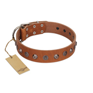 "Silver Age" Fashionable FDT Artisan Tan Leather Belgian Malinois Collar with Silver-Like Studs