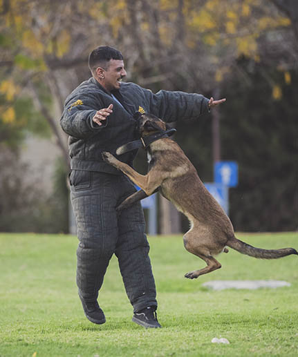 belgian malinois dog bite jackets black