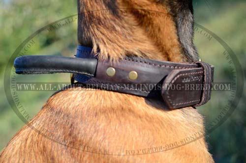 Belgian Malinois 2 Ply Leather Collar Adjustable