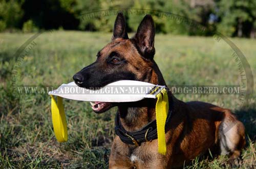 Belgian Malinois Braided Leather Collar Suitable for  Training Sessions