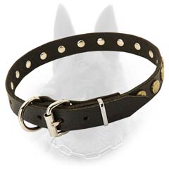 Belgian Malinois Buckled Leather Dog Collar with Brass  Circles and Nickel Fittings