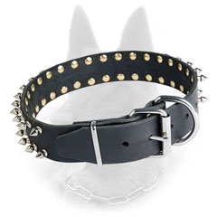 Belgian Malinois Buckled Leather Dog Collar Equipped  with Nickel Covered Fittings