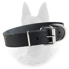 Belgian Malinois Buckled Leather Dog Collar with Nickel  Covered Hardware