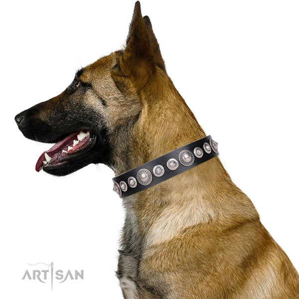 Extraordinary studded genuine leather dog collar for walking