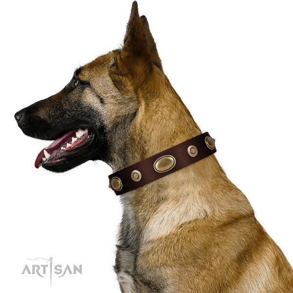 Daily walking dog collar of genuine leather with fashionable embellishments