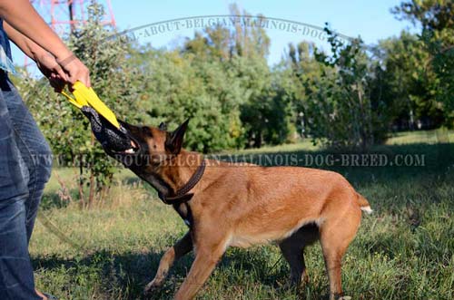 Braided Two Ply Leather Belgian Malinois Collar for Training