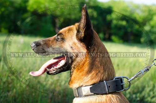 Designer Plated Leather Dog Collar for Belgian Malinois Walking