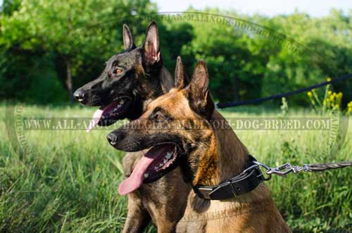 Adjustable Plated Leather Belgian Malinois Collar for Walking