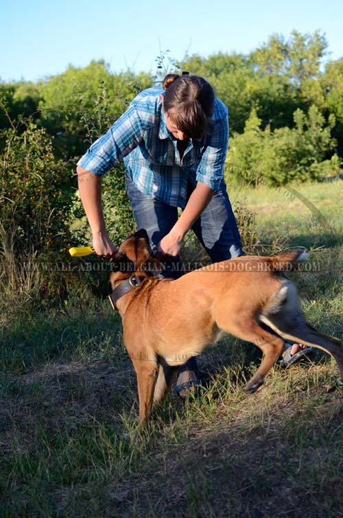 Belgian Malinois Leather Collar Suitable for Walking and  Training