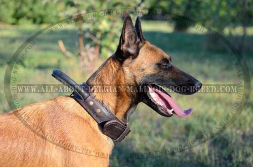 Belgian Malinois Leather Collar with Hand Stitching and Riveting