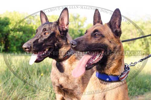 Walking Painted Belgian Malinois Dog Collars