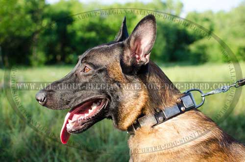 Leather Malinois Dog Collar For Handling Your Belgian  Malinois