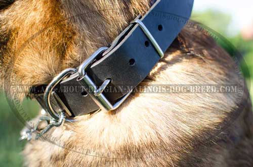 Unusual Design Leather Malinois Dog Collar With Nickel  Covered Fittings