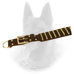 Exclusive Design Leather Belgian Malinois Dog Collar  With Luxurious Brass Fittings