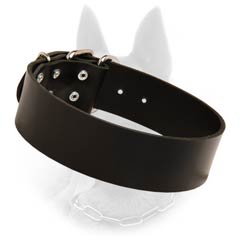 Leather Belgian Malinois Dog Collar With Nickel Covered  Fittings