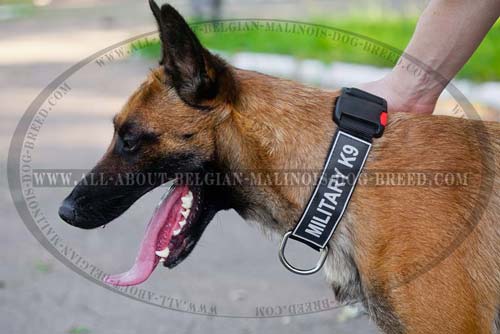 Belgian Malinois Nylon Collar with Well Stitched