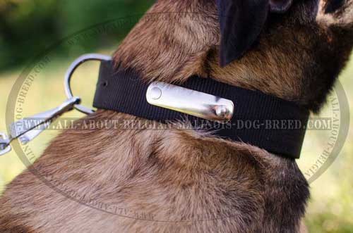 Perfect All Weather Nylon Dog Collar For Identification  Of Your Belgian Malinois