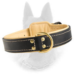 Belgian Malinois Padded Leather Dog Collar with Brass  Fittings
