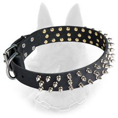Belgian Malinois Spiked Leather Dog Collar Equipped  with Nickel Covered Fittings