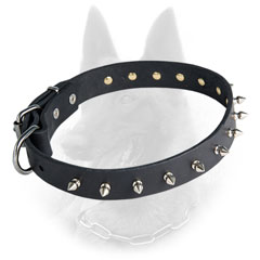 Belgian Malinois Spiked Leather Dog Collar Equipped  with Nickel Covered Fittings