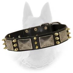 Belgian Malinois Spiked Leather Dog Collar Decorated with Massive Nickel Plates