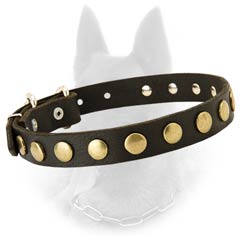 Belgian Malinois Studded Leather Dog Collar Decorated  with Brass Circles
